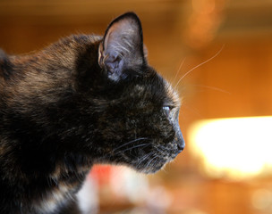 cat
