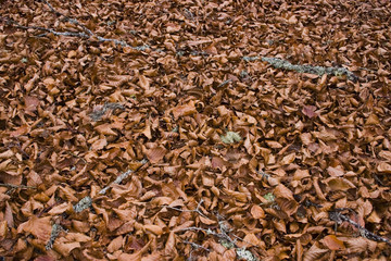 feuilles mortes
