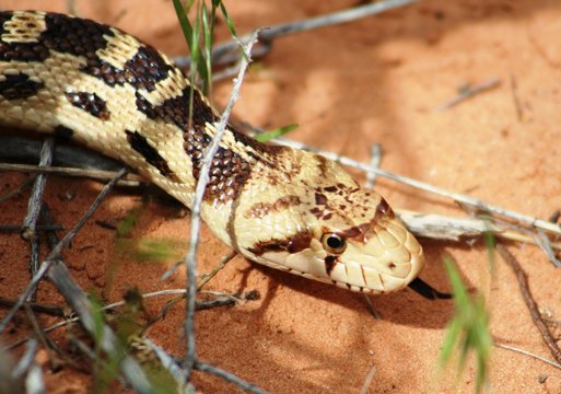 goffer snake