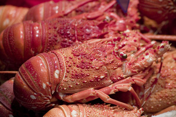 homards