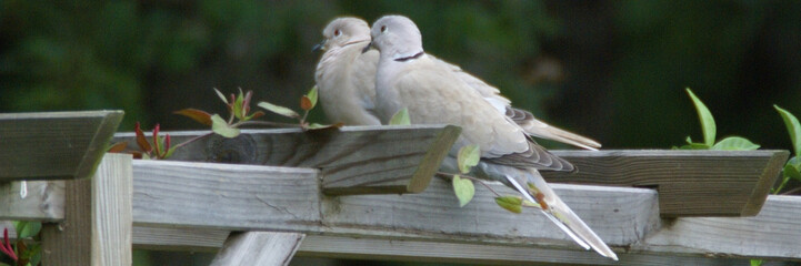 couple de tourterelles