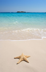 starfish on the beach