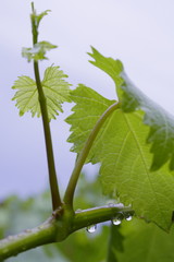vine leaves