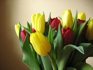 tulips 3