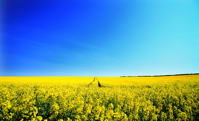 rape field