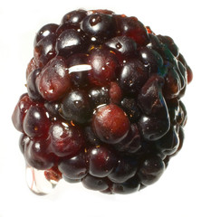 blackberry