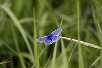 the blue butterfly