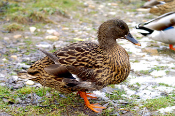 ente