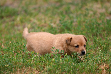 puppy in the grass :)