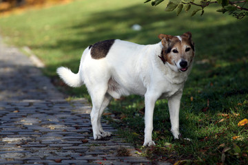 dog during the walk