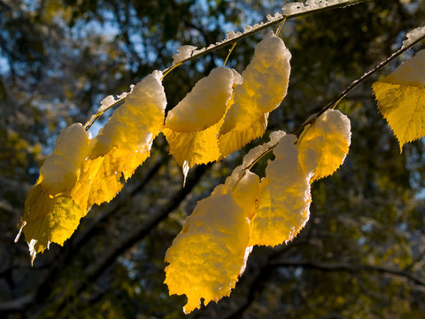 leaf first snow