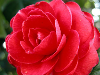 rosa