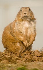 prairie dog