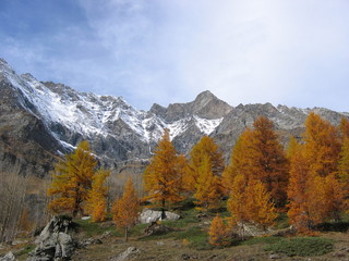 larici in autunno [2]