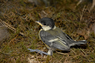 Obraz premium oisillon de mesange