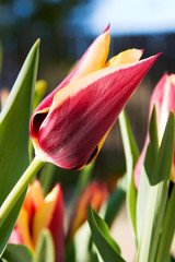 spring tulips, gavota sp
