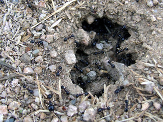 ant nest