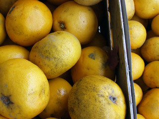 cases of grapefruits