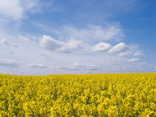 Obraz premium rape 5