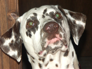 un portrait d'un dalmatien