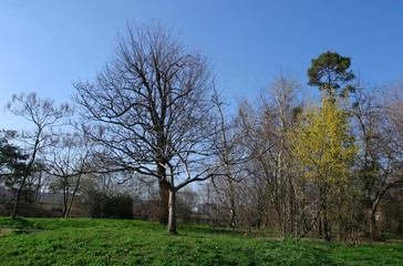 early spring scenery
