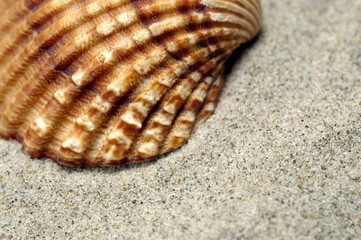 sea shell close-up