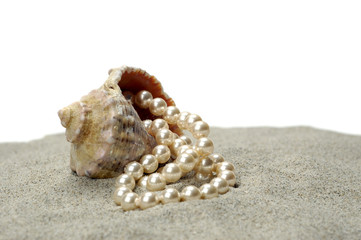 shallow-water snail with pearls