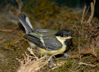 jeune mésange au nid