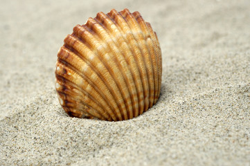 Fototapeta na wymiar beautiful sea shell