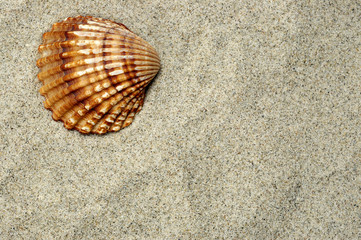 sea shell