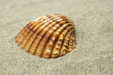 shell on sand