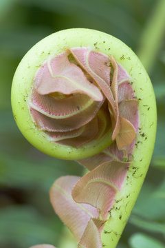 fiddlehead of a giant fern