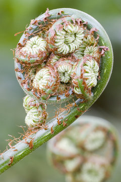 fiddleheads in brazil