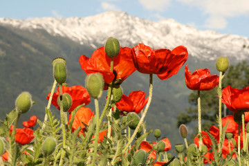 roter mohn und weiße berge 2