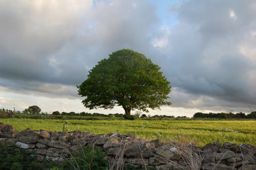 a single tree