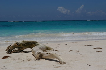 bois mort sur la plage de tulum