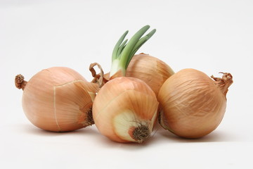 Fresh onion bulbs on white