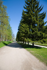 alley with firs