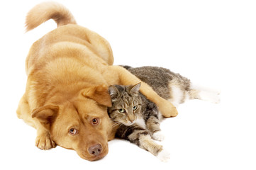 dog and cat relaxing - 3284688