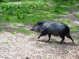 peccary i
