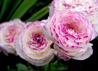 Papier peint photo Pivoines pivoines  © Guy Pracros