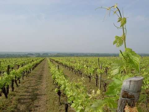 vignoble