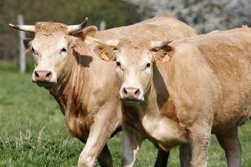 vaches