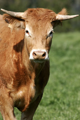 portrait de vache