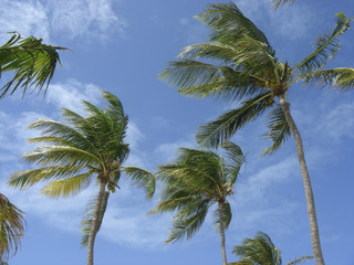 palmier sur fond de ciel bleu
