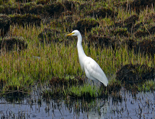 great white egret 1