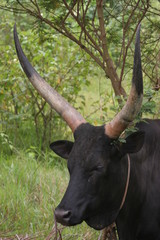 vache ougandaise