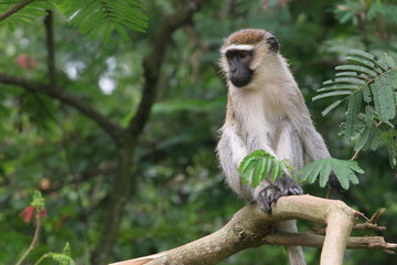 vervet sur une branche