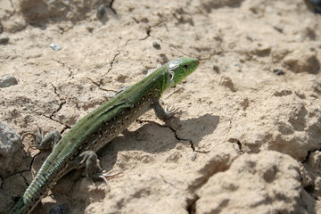 green lizard on the chappy ground.
