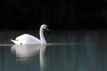 Fototapeta premium swan reflections
